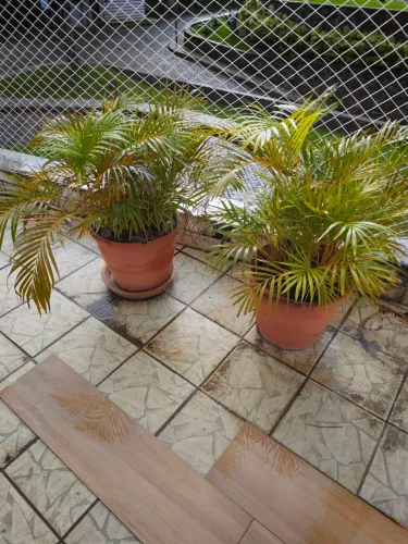 Vasos e plantas para doação