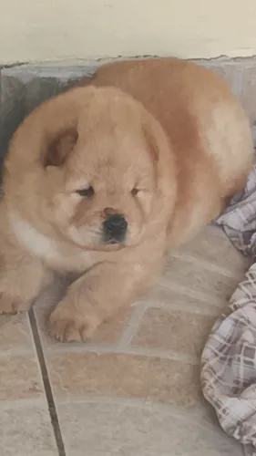 Vendo filhotes de chowchow