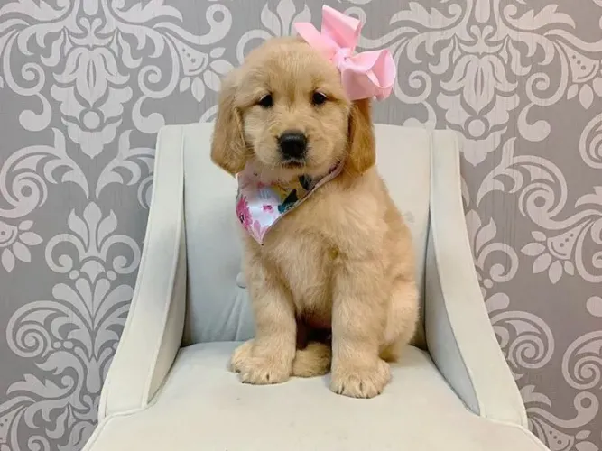 Golden Retriever Um companheiro delicado para aquecer seu coração