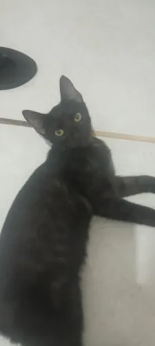 Gatinho filhote preto macho