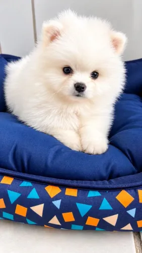 Lulu da pomerania fêmea