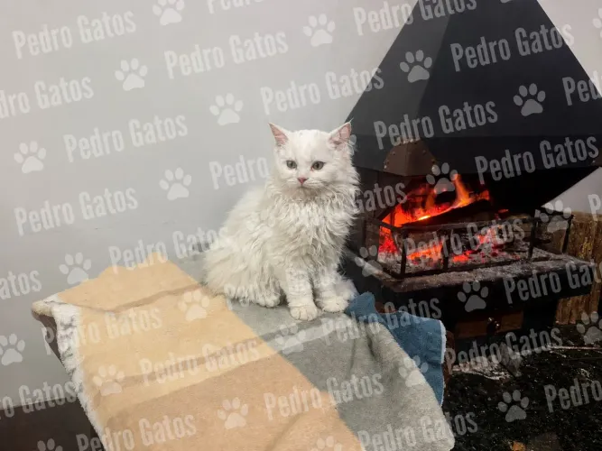 Angora turco