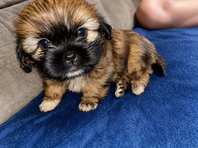 Shih tzu macho