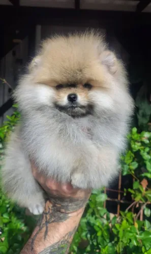 Fêmea Spitz Alemão com pedigree