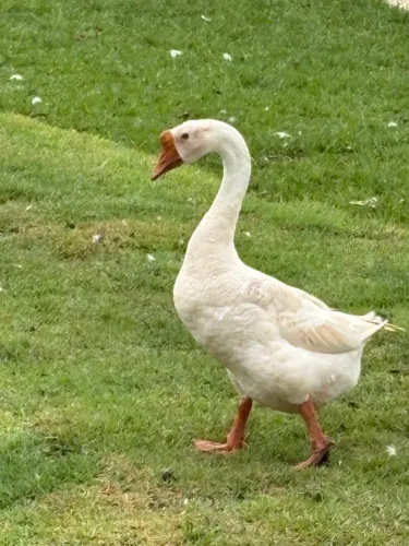 Ganso Sinaleiro