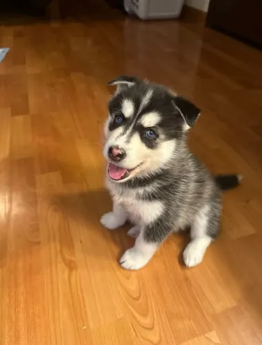 Husky siberiano Para quem quer uma casa ainda mais cheia de vida