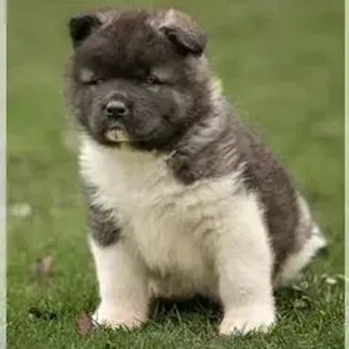 Akita Inu,Akita Inu Filhote Saudável Excelente Companhia