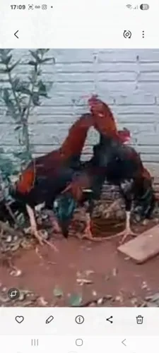 Galo indio