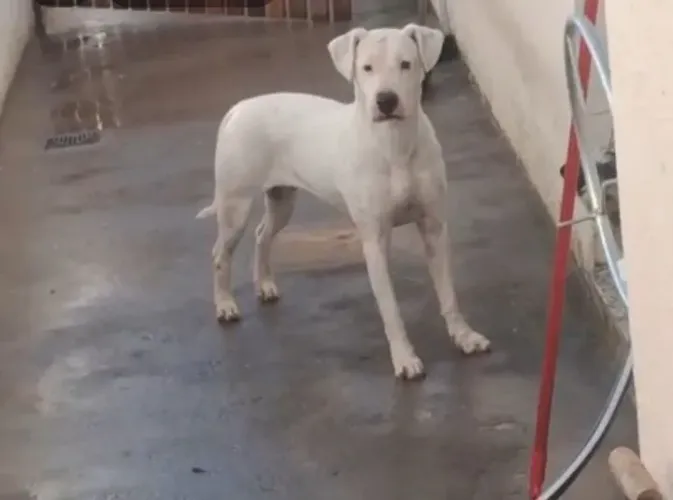 Dogo argentino filhote