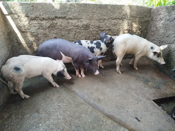 Leitões 