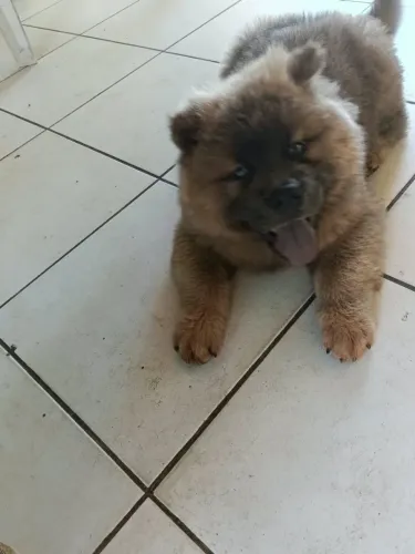 Cachorro 
