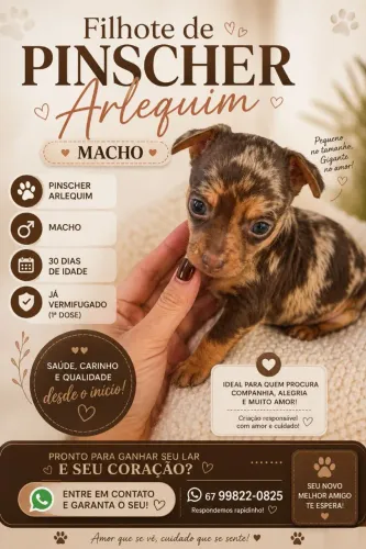Filhote de pinscher