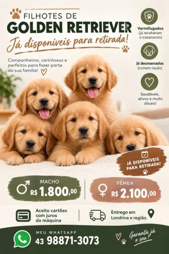 Filhotes de Golden Retriever 