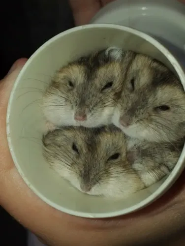 Hamster Anão Russo Micro