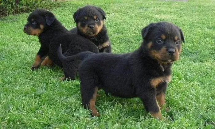 Rottweiler fortes e saudaveis