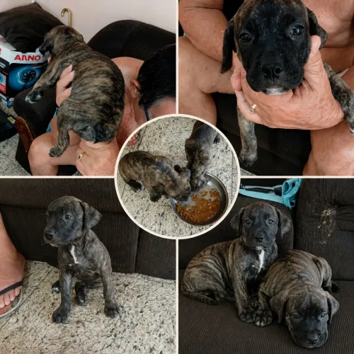 Filhote de pitbull fêmea