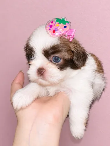 Shih tzu fêmea olhos claros padrão de porte mais pequeno