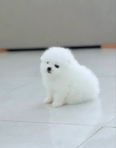 Lulu da pomerania anao branco (spitz alemão)