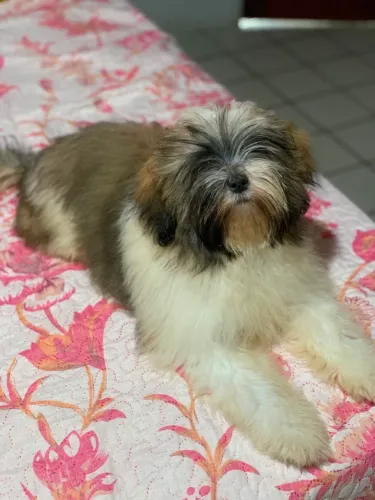 SHIHTZU FÊMEA 