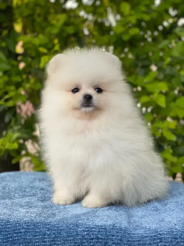 Machinhos de Spitz alemão 