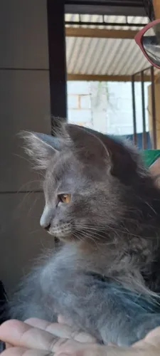 Adoção responsável