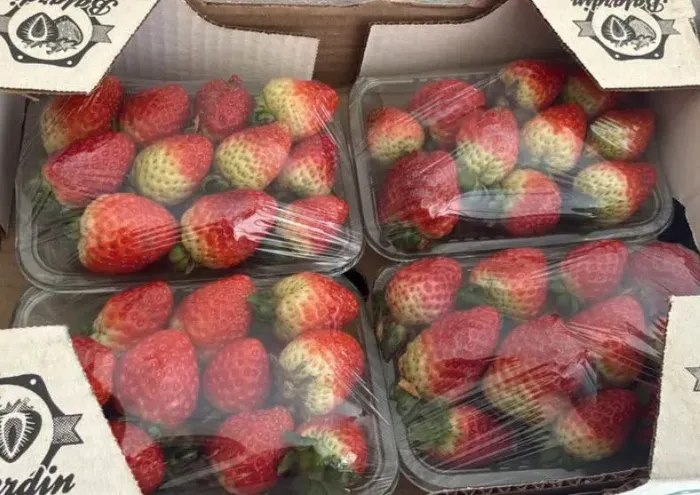 Morangos deliciosos + entrega à domicílio