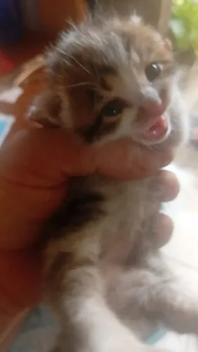 Gatinha para doação