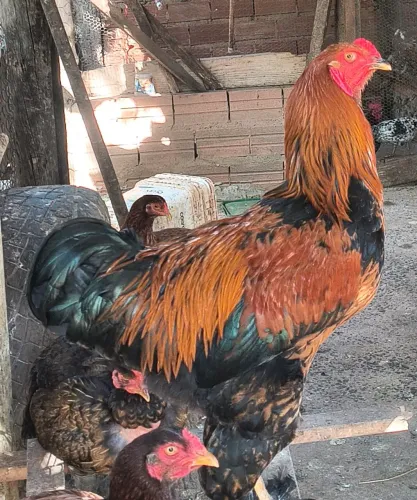 Galo brahma 