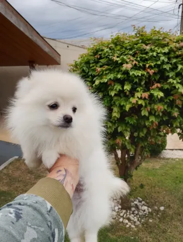 Spitz alemão