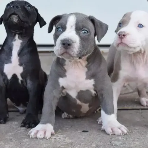 American Bully Filhote Padrão Raça