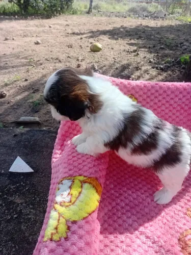 Filhotes de Shih tzu macho e fêmea