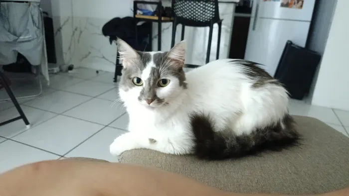 Adoção gata femia