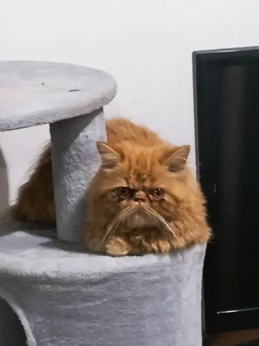 Gata Persa 