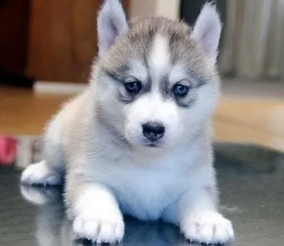 Filhotes de Husky Siberiano | Filhote encantador para fazer parte da família.