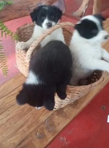 Filhotes de border colie