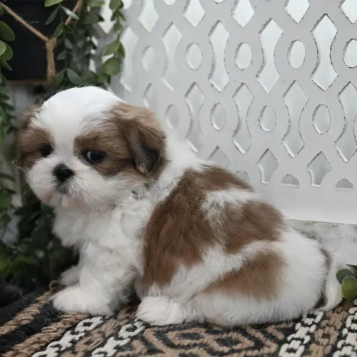 Lhasa Apso/ Temperamento Calmo