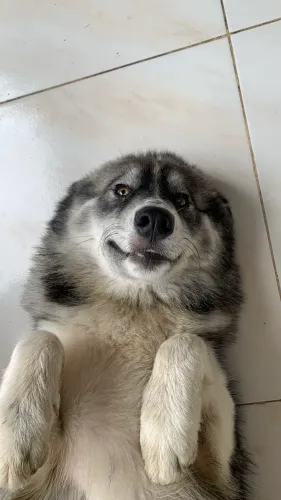 Husky siberiano (fêmea)