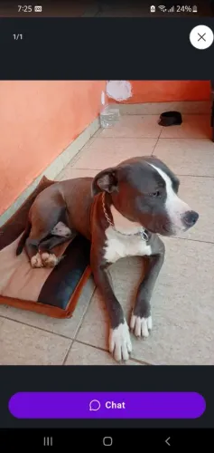 Lar temporário para Pets
