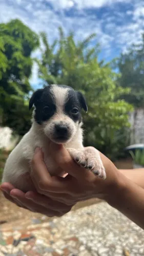 DOAÇAO DE CACHORRO 