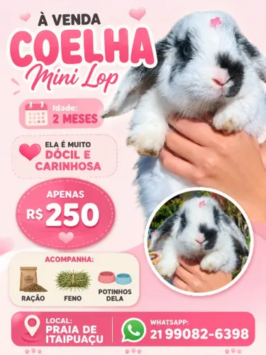 Coelha mini lop