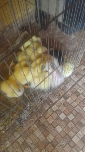 Filhote pato gamelao