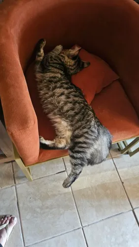 Doa se gatinho 5 meses