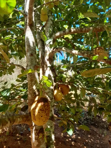 Vendo/troco por Sítio menor, próximo da Serra Sítio em Santa Maria de Jetibá 