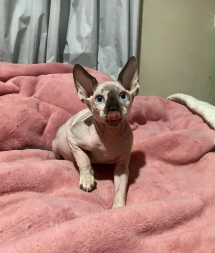 Fêmea sphynx 3 meses