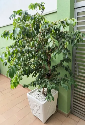 JABUTICABEIRA PRODUZINDO
