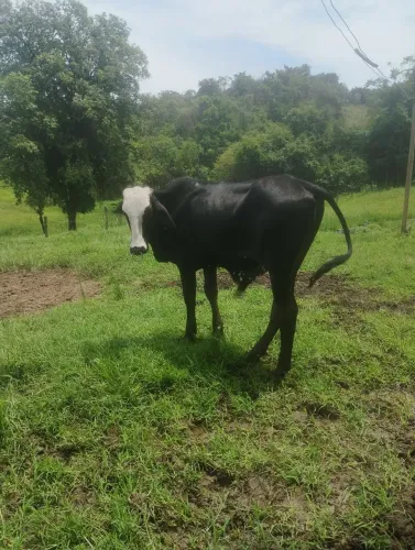 Garrote mestiço Nelore