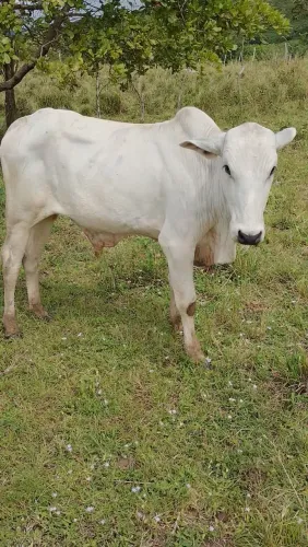 Garrote nelore disponível para venda