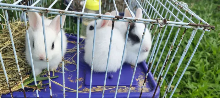 Coelho Mini estimação! 30,00 reais