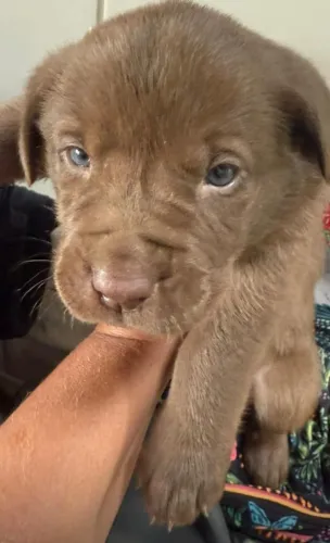 Labrador chocolate disponivel