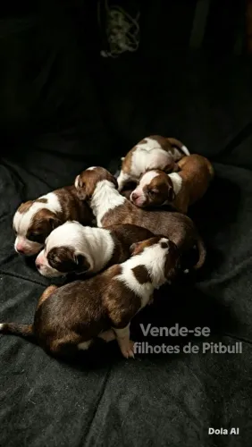 Filhotes disponível de pitbul para venda 350 reais país deles tudo pitbul 